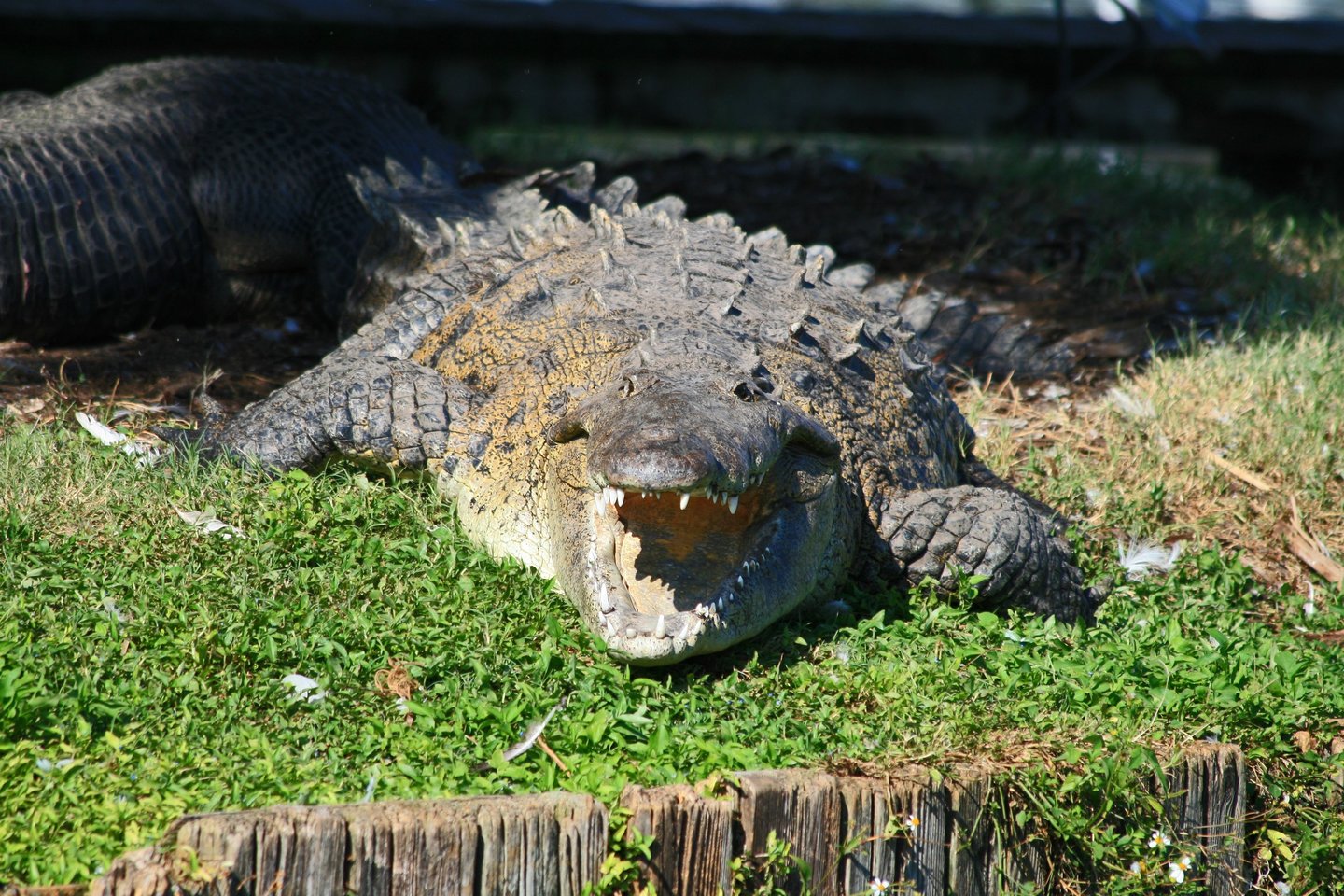  Mokslininkę į aptvarą tyrimų centre įsitempė krokodilas – ir ją suėdė, praneša keli Indonezijos naujienų šaltiniai.<br> 123RF nuotr.