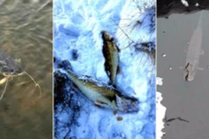 Ekologinė nelaimė Kėdainių rajone: tvenkinyje išnuodytos žuvys