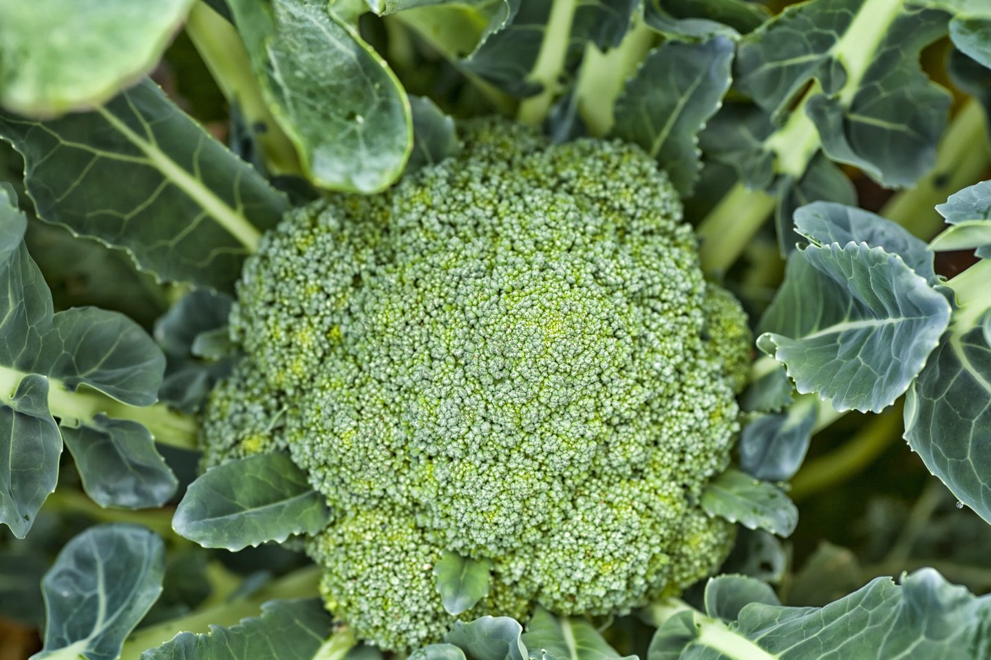 Brokoliai į Lietuvą iš Pietų Italijos atkeliavo praėjusio šimtmečio pradžioje, tačiau gali sėkmingai augti ir mūsų klimato sąlygomis.<br>123rf nuotr.