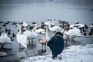 Kieme ar prie vandens – neprašytų svečių viešnagė: šerti, lesinti ar ignoruoti?