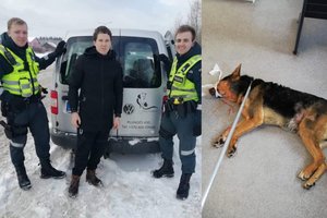 Vokiečių aviganis Telšiuose sukėlė paniką: prireikė pareigūnų pagalbos