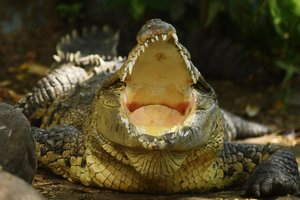 Prijaukinti krokodilą bandžiusią moterį plėšrūnas sudraskė į gabalus