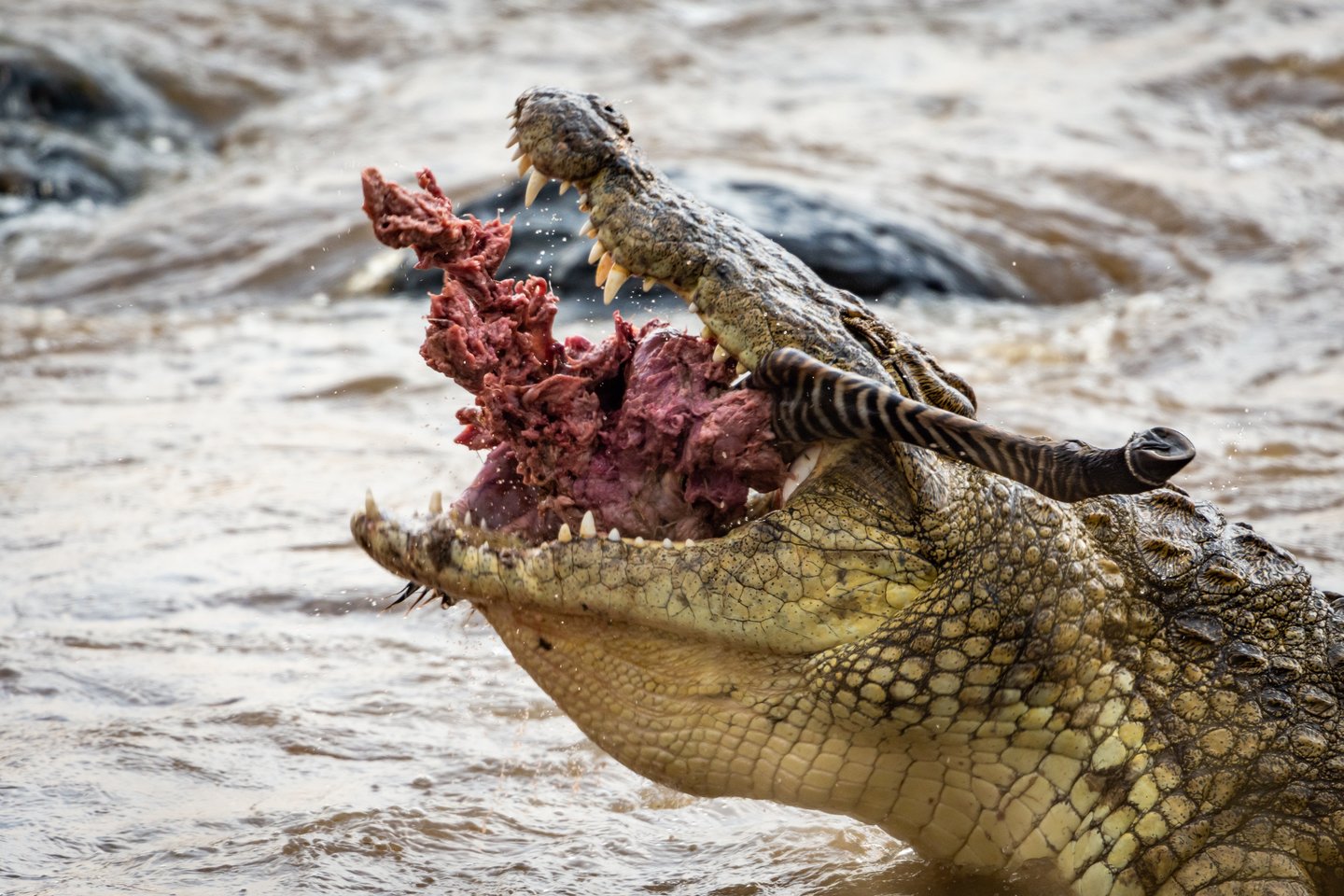  Krokodilas savo aukos nepasigailėjo.<br> Scanpix nuotr.