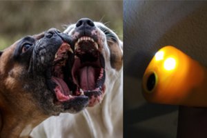 Būdą apsiginti nuo šunų radusi moteris nustėro, kai peržiūrėjo filmuotą medžiagą