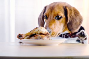 Viena didžiausių blogybių – augintinio maitinimas žmonių maistu