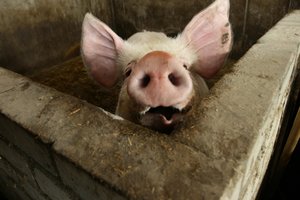 S. Skvernelis išsakė Lenkijos premjerui, ką mano apie kiaulienos importą