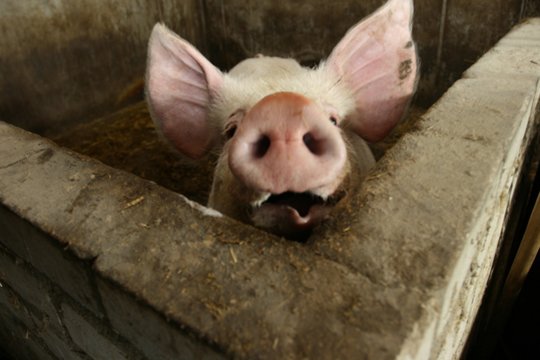 S. Skvernelis išsakė Lenkijos premjerui, ką mano apie kiaulienos importą