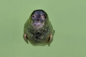 Kuršių nerijoje iškils Baltijos jūros gyvūnų reabilitacijos centras