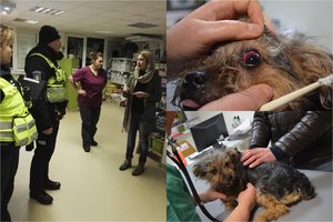 Kėdainiuose moteris įvykdė žiaurią šunelio egzekuciją 