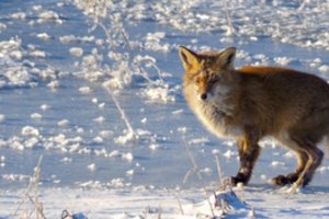 Žiemos vargai nesibaigs: atkeliauja dar viena porcija sniego, kitą savaitę – šalčio banga