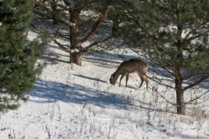 Policijos pareigūnai Kelmėje padėjo pasiklydusiam stirniukui
