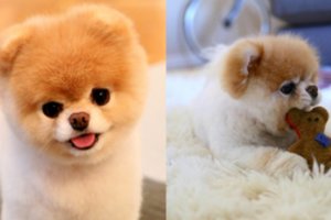 Mirė mieliausiu pasaulyje vadintas šuniukas Boo – „neatlaikė ilgesio“