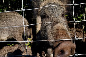 Lietuvoje tebeplinta afrikinis kiaulių maras: geografija – plati