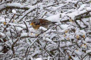 Etnologas L. Klimka priminė, kaip seniau žmonės spėdavo žiemos oro permainas