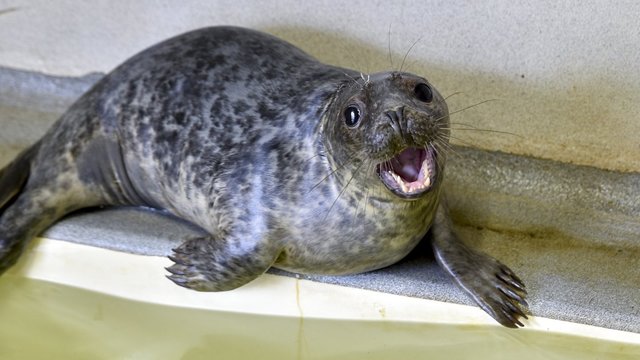 Prie jūrų muziejaus iškils įspūdinga „sanatorija“ jūrų gyvūnams
