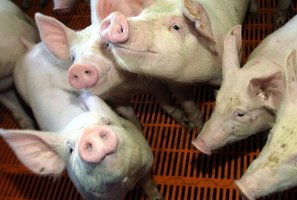 Kiaulių importas į Lenkiją: papildomi tyrimai neturėtų būti siejami su liga