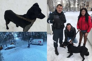 Elgesys šokiruoja: iš Panevėžio gyvūnų prieglaudos pavogtą kalytę muša pavadžiu 