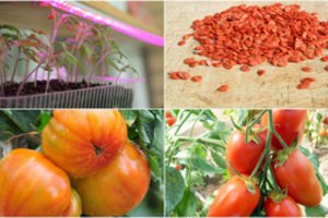 Bunda pomidorų augintojai –  kokias veisles  šiemet rinksis patyrusieji  