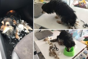 Vaizdas Panevėžyje šokiravo: tokio perkarusio šuns dar nebuvo matę