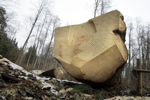 Plyniems miško kirtimams riboti – įstatymo pataisos