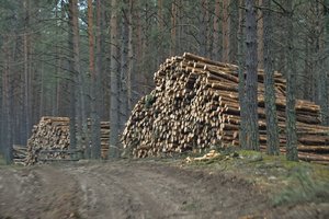 Rangovai atsisako Valstybinių miškų urėdijos siūlomų darbų