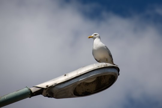 Kurs salas mažosioms žuvėdroms