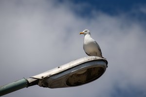 Kurs salas mažosioms žuvėdroms