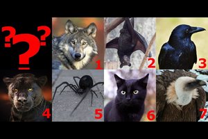 Kuris gyvūnas patraukė akį? Išaiškės tamsioji jūsų asmenybės pusė