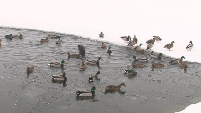 Vasarą žmonės pripratina vandens paukščius maistu, o žiema jiems tampa pražūtinga