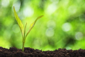 Žemės ūkio ministerija kerta atgal: Seimo narys kalba netiesą