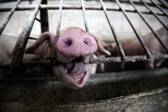 „Idavang“ skelbia: afrikinio kiaulių maro židinys Akmenės rajone likviduotas