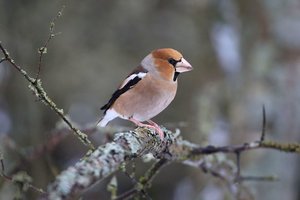 Prie namų atskrenda paukščiai? Tai geras ženklas, kurį verta užregistruoti