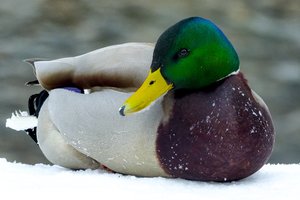 Savo poreikius patenkinę žmonės myriop pasmerkia žiemoti likusius paukščius