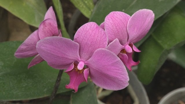Ekspertė atskleidė paslaptį, kaip priversti orchidėjas žydėti nuolat 