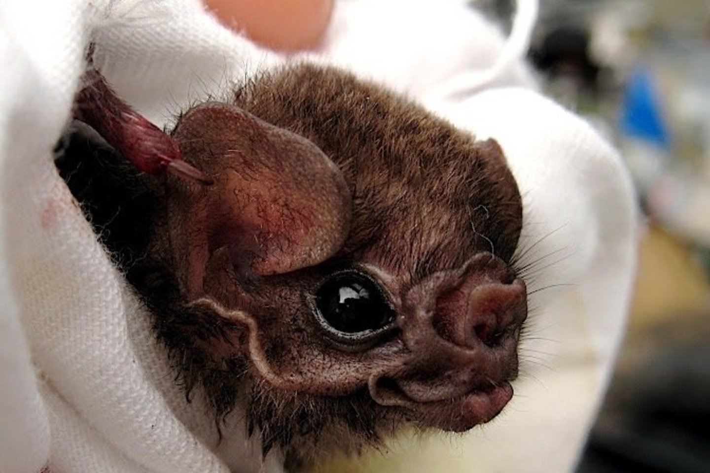  Plaukuotakojai vampyrai – šikšnosparniai, dažniausiai siurbiantys paukščių kraują.<br> Wikipedia nuotr.