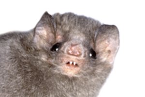 Mokslininkų atradimas: šikšnosparnių nuodai – sunkių ligų gydymui