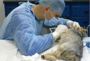 Žinomas veterinaras Paulius: gyvūno širdis kur kas didesnė – šeimininkui jis aukoja visą gyvenimą