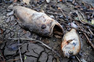 Australijos upėje trečiąkart masiškai išgaišo žuvys