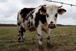 Ramina: sergančių karvių mėsą į Lietuvą patekti negalėjo