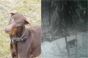 Po šešių dienų – žinia apie Viešvilės miške šalusią dobermanę