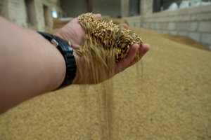 Sausį sumažėjo grūdų supirkimo kainos