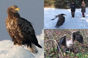 Gyvenimo drama Kuršių nerijoje: išgydytas jūrinis erelis pakilo įspūdingam skrydžiui