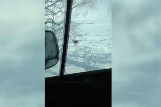 Žiūrovas užfiksavo neeilinę akistatą gamtoje: baigtis nustebins ne vieną