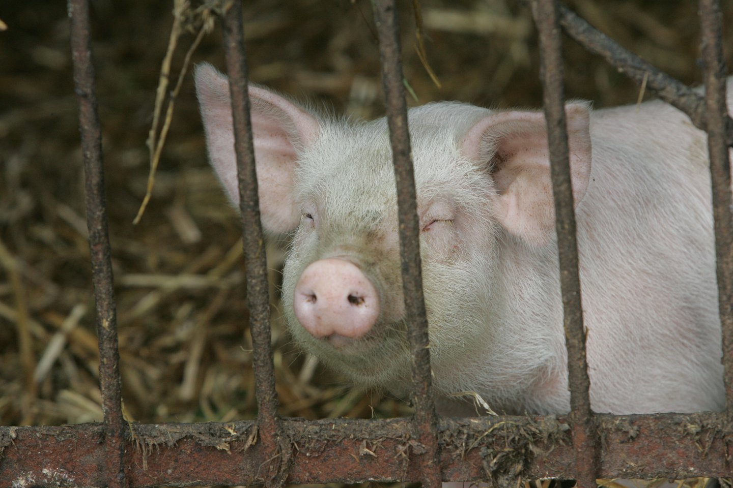 Lenkija oficialiai atšaukė draudimą įsivežti Lietuvoje užaugintas kiaules, pranešė Žemės ūkio ministerija (ŽŪM).<br>A.Barzdžiaus nuotr.