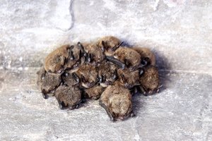 Ypatingoje vietoje Vilniuje aptikti 2327 žiemojantys paslaptingi gyvūnai