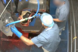 Mėsą ES šalims tiekiančios Lenkijos skerdykloje – vaizdai ne silpnų nervų žmonėms