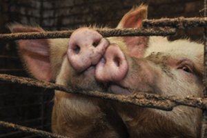 Lenkija oficialiai atšaukė draudimą importuoti lietuviškas kiaules