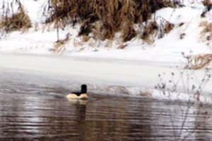 Nevėžio upėje užfiksuotas itin retas paukštis Lietuvoje