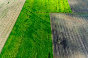 Pristatytos pasėlių deklaravimo naujovės: pažeidėjus baus švelniau