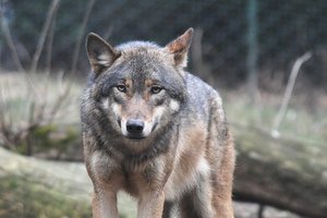 Vilkams – gera sezono žinia: atsirado vieta, kur jų nebemedžios